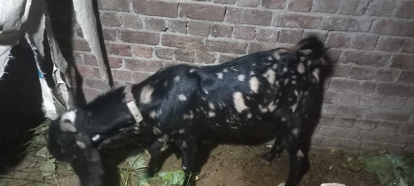 Bakra Andy 0