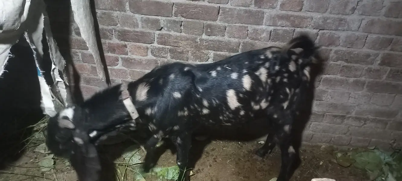 Bakra Andy