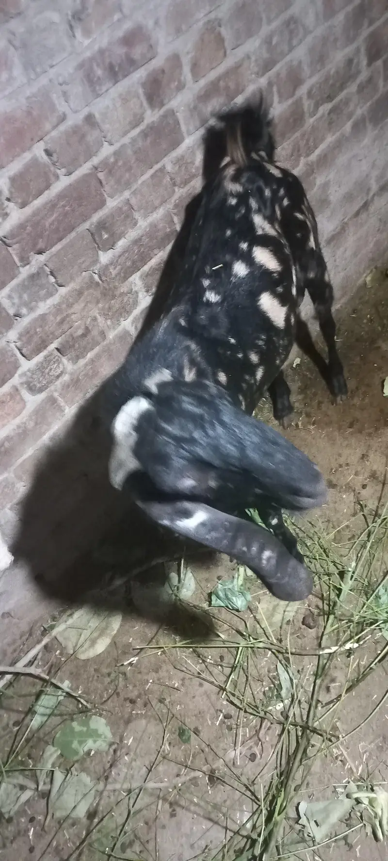 Bakra Andy — photo 3