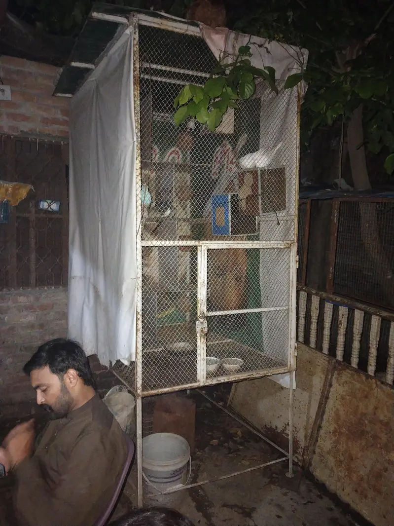 Best Cage and total 15 different type of birds — photo 2