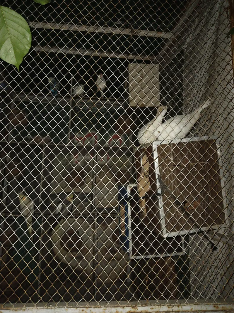 Best Cage and total 15 different type of birds — photo 3