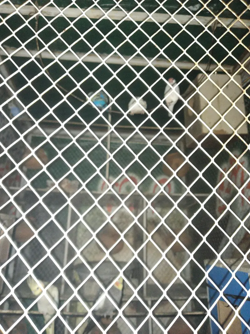 Best Cage and total 15 different type of birds — photo 4