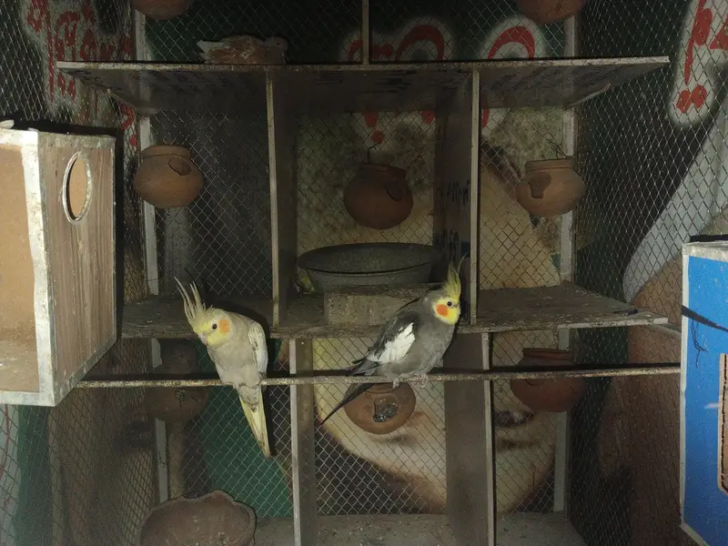 Best Cage and total 15 different type of birds — photo 5