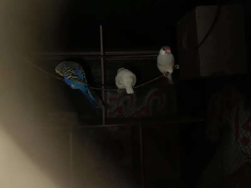 Best Cage and total 15 different type of birds — photo 6