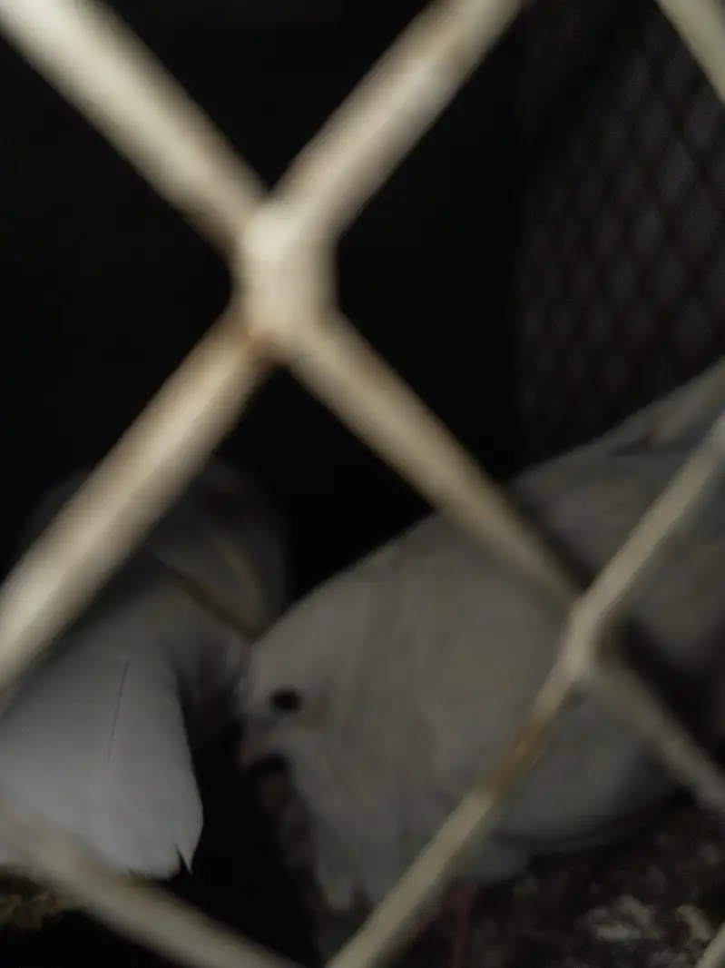 Best Cage and total 15 different type of birds — photo 7