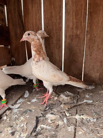 Indian galva breeder  pair with one baby