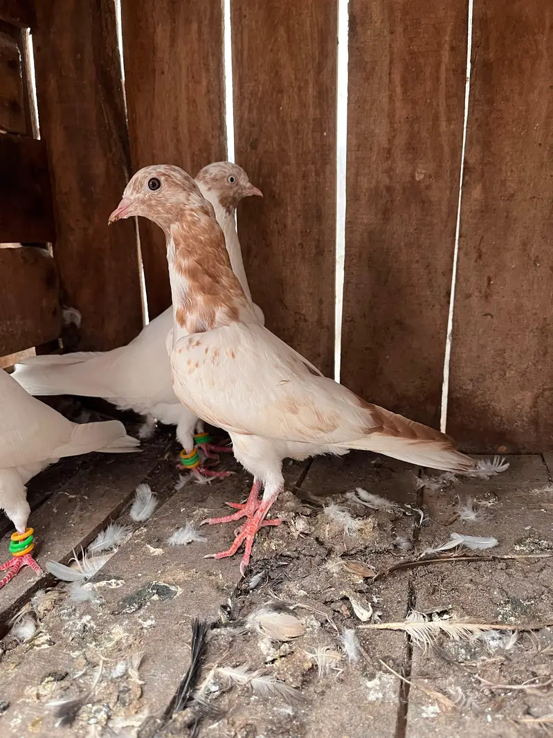 Indian galva breeder  pair with one baby — photo 2
