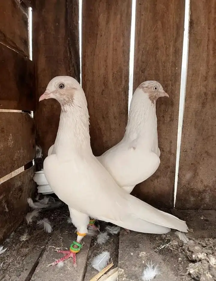Indian galva breeder  pair with one baby — photo 3