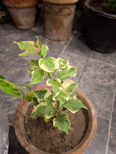 Outdoor plants bogainvelia