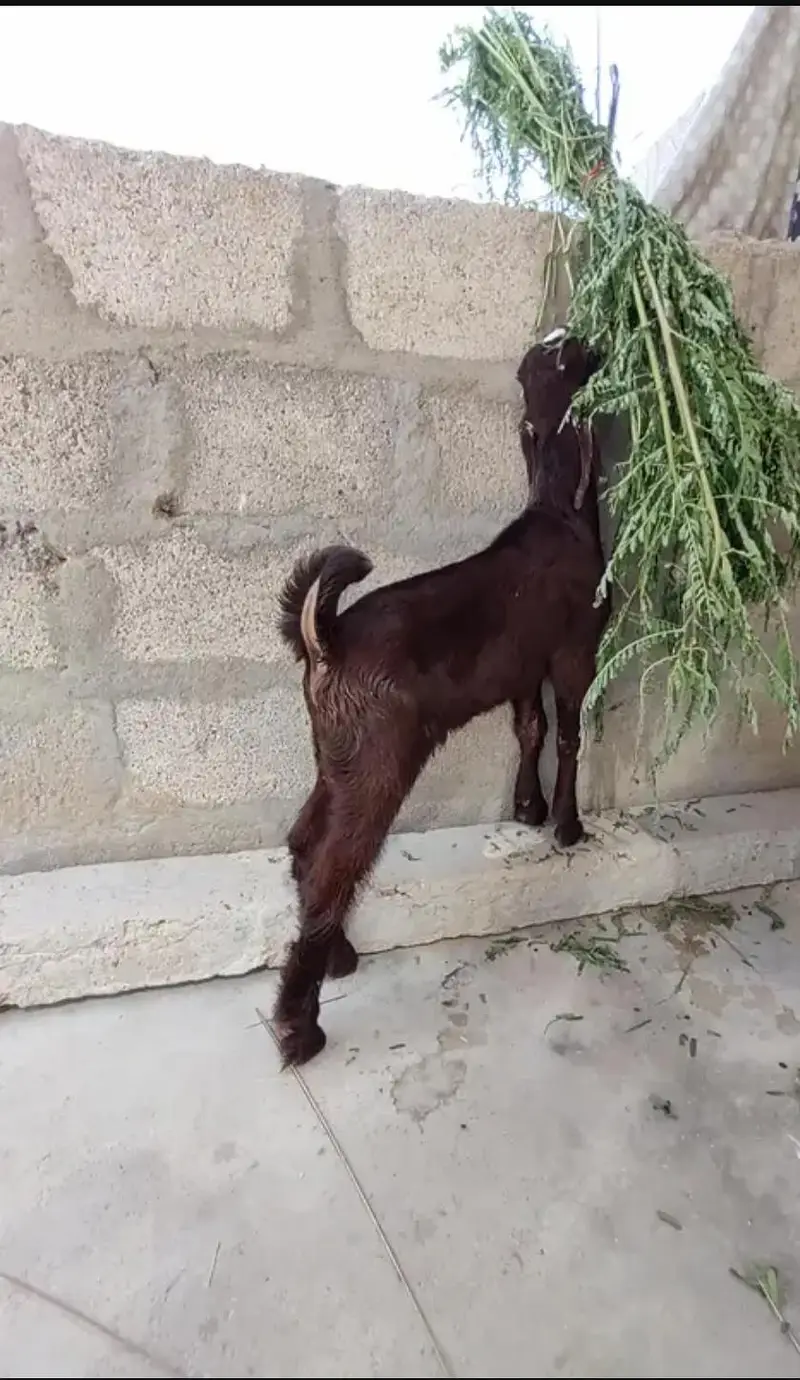 BAKRA FOR SALE. . . — photo 4