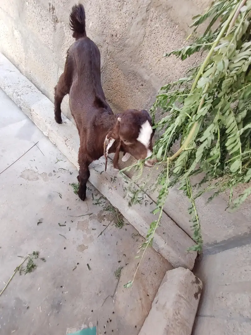 BAKRA FOR SALE. . . — photo 6