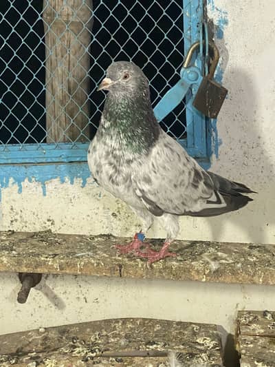 Miya nazir pair