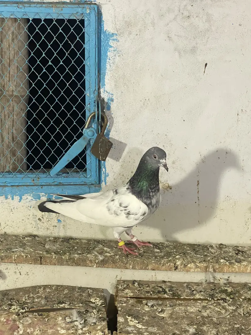 Miya nazir pair — photo 3