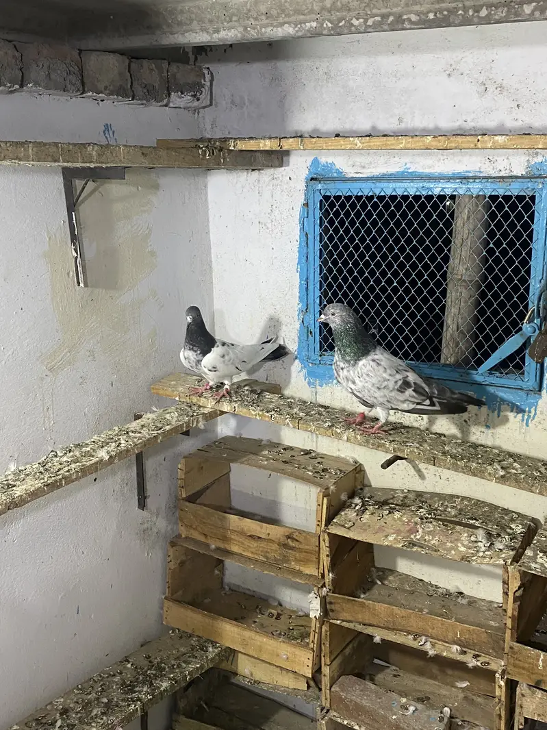 Miya nazir pair — photo 5