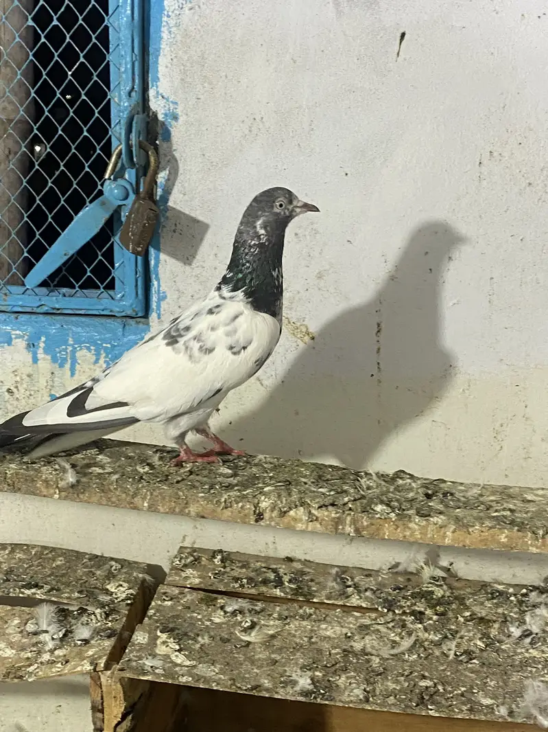 Miya nazir pair — photo 11