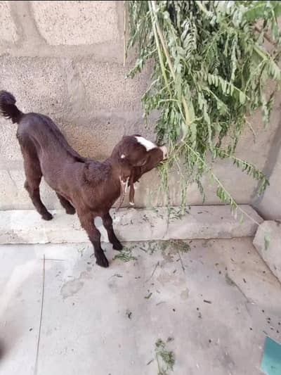 BAKRA FOR SALE. . .