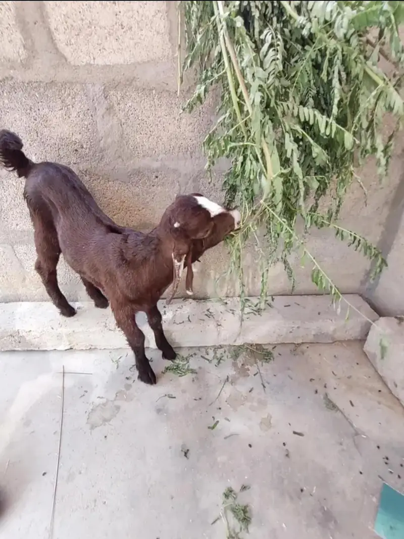 BAKRA FOR SALE. . . — photo 2