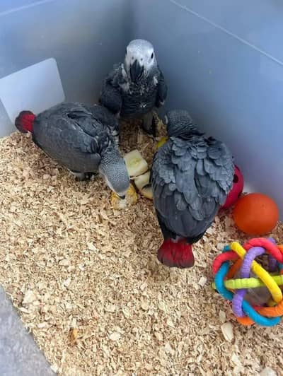 African grey parrot chicke for sale 0321/7047/351