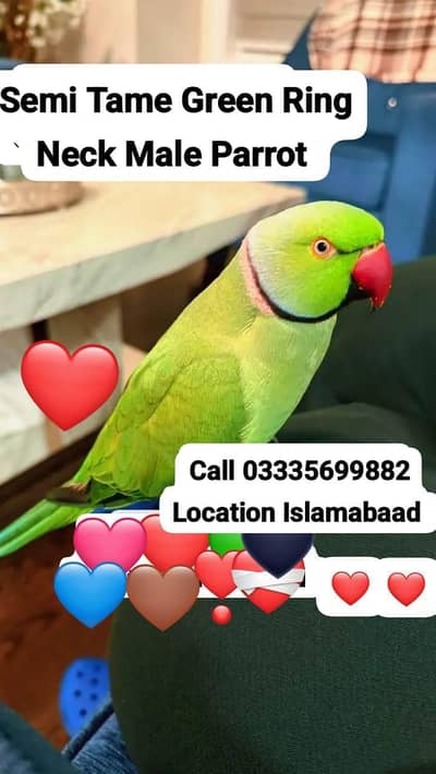 Semi Hand Tame Green Ring Neck Male Parrot