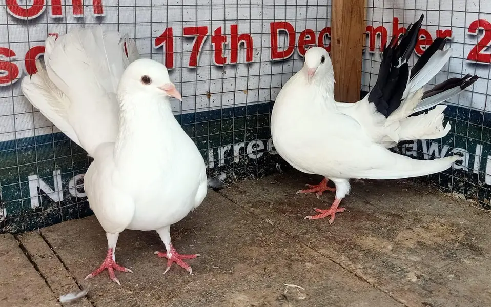 Pigeon Fantail young pair available 0308-5000940 — photo 2