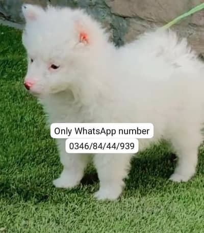 Russian dog for sale tasveer ke upar number WhatsApp per raabta karo