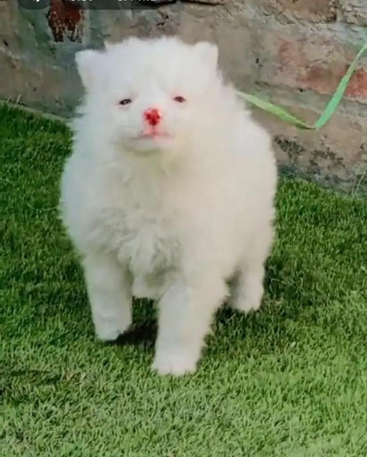 Russian dog for sale tasveer ke upar number WhatsApp per raabta karo — photo 2