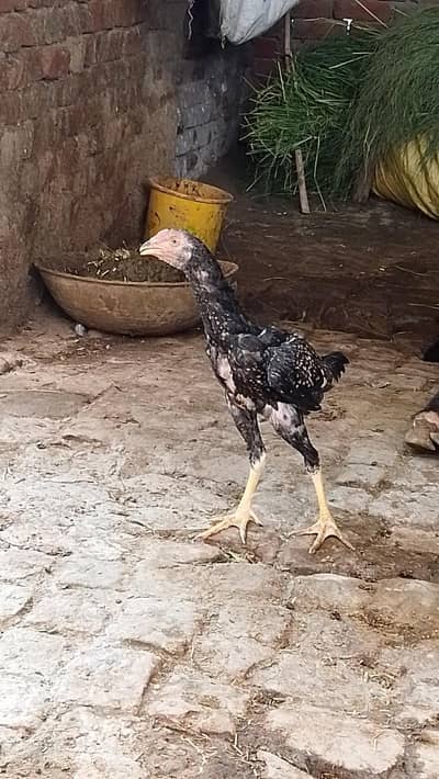 aseel patha for sale