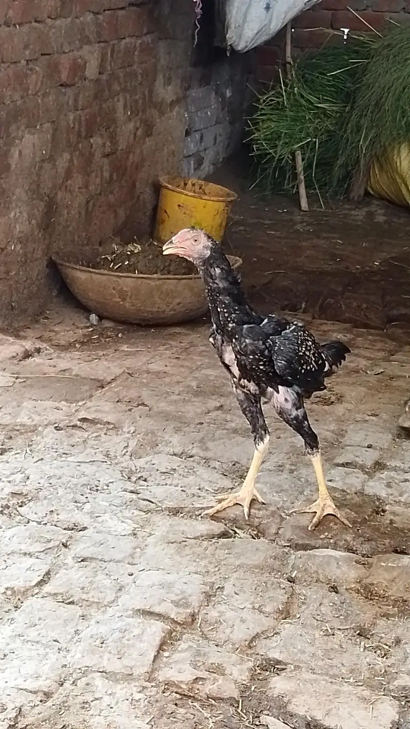 aseel patha for sale — photo 2