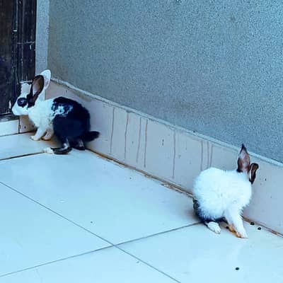 rabbit