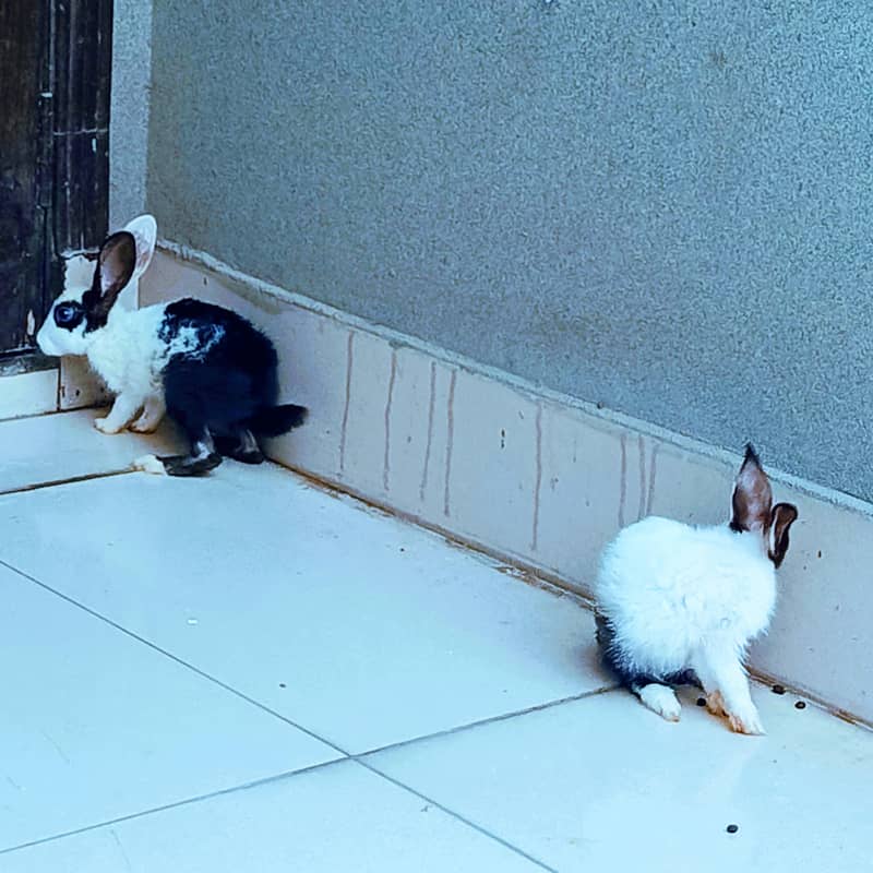 rabbit 0