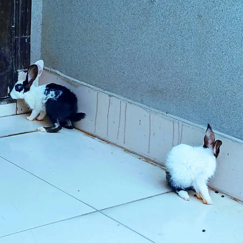 rabbit