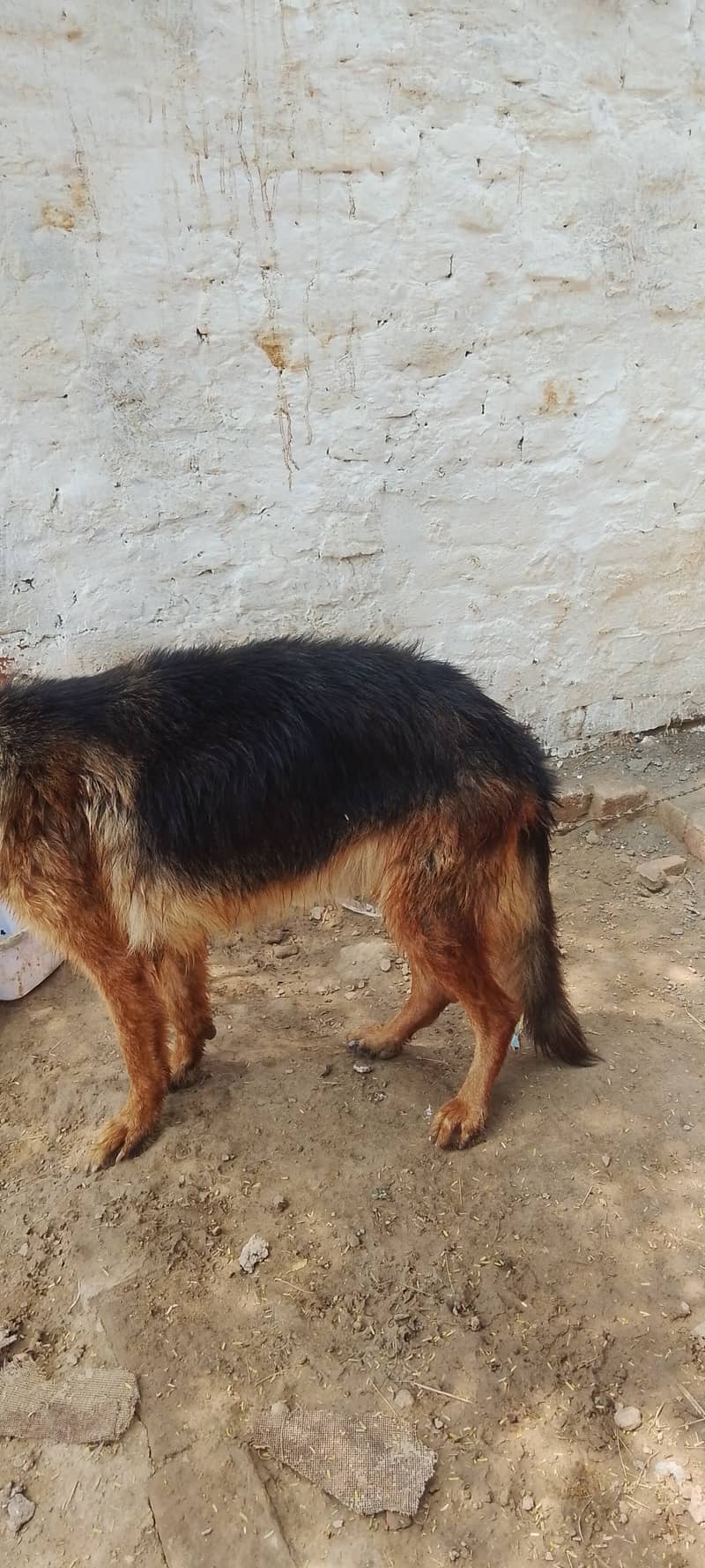 Dog11 0