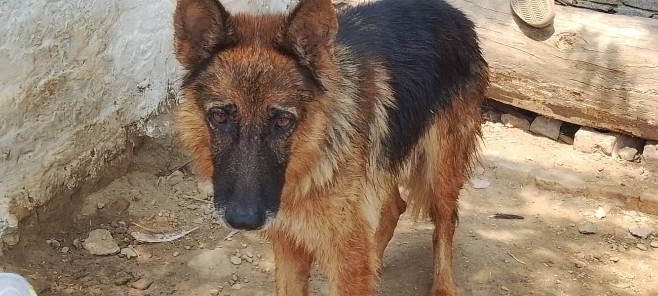 Dog11 1