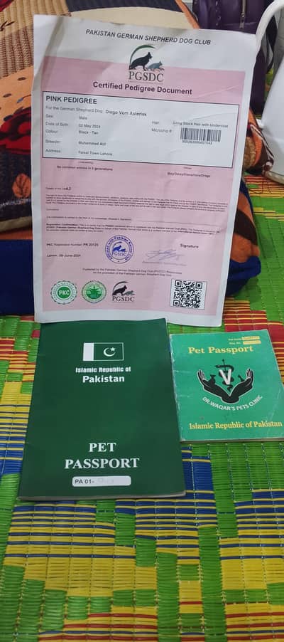 German shepherd long coated islamabad