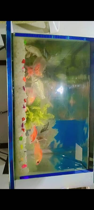 fish frem