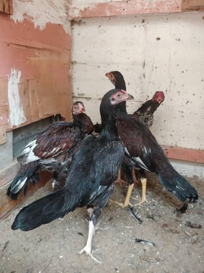 Aseel Pathy male/female