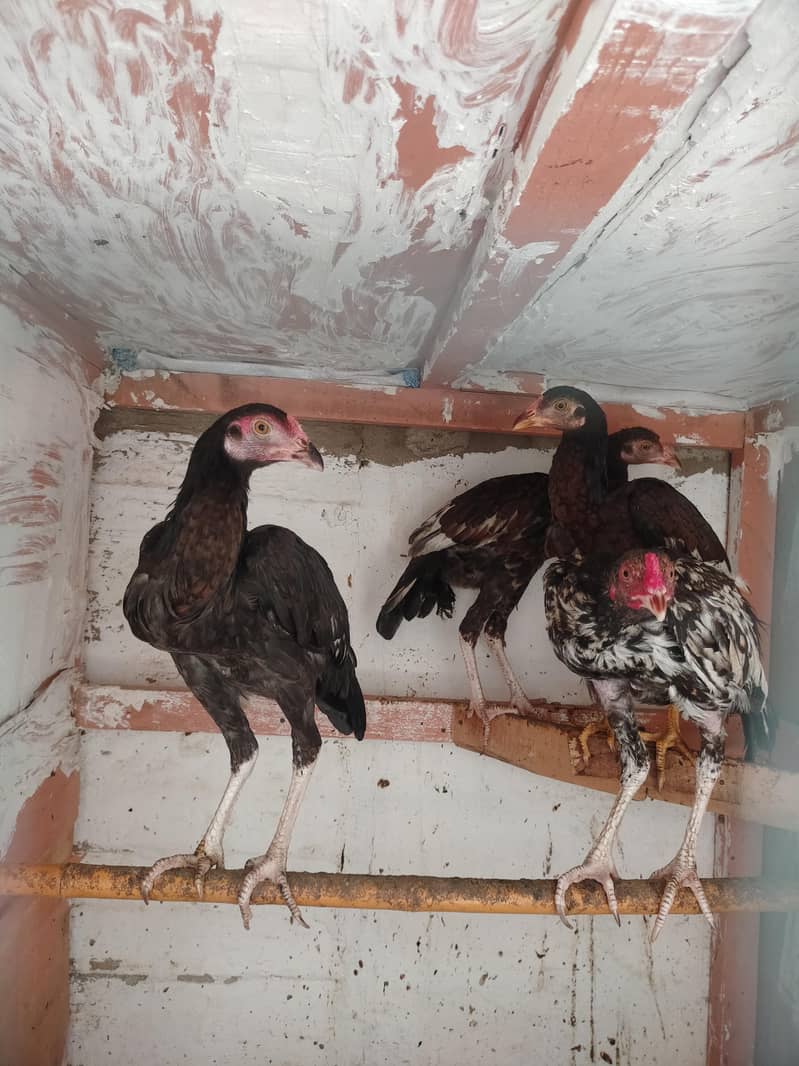 Aseel Pathy male/female 1
