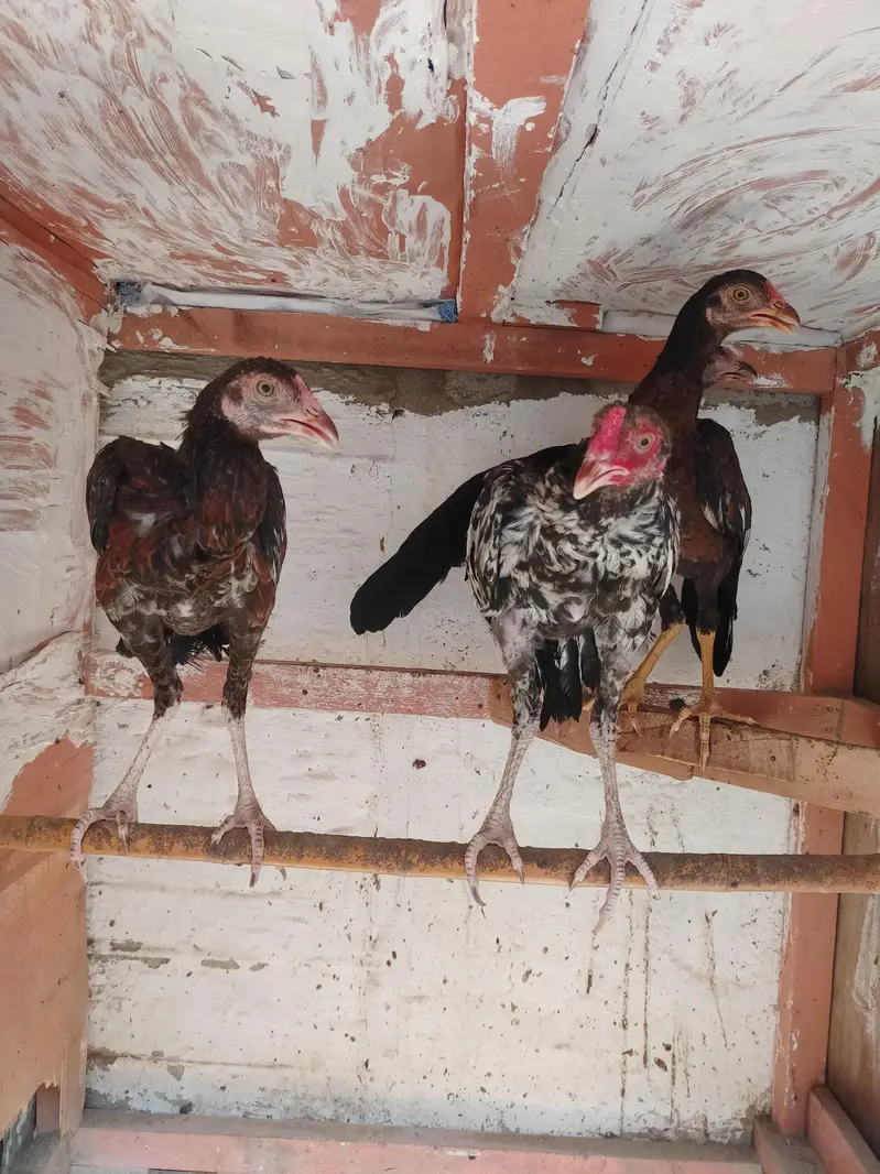 Aseel Pathy male/female — photo 3