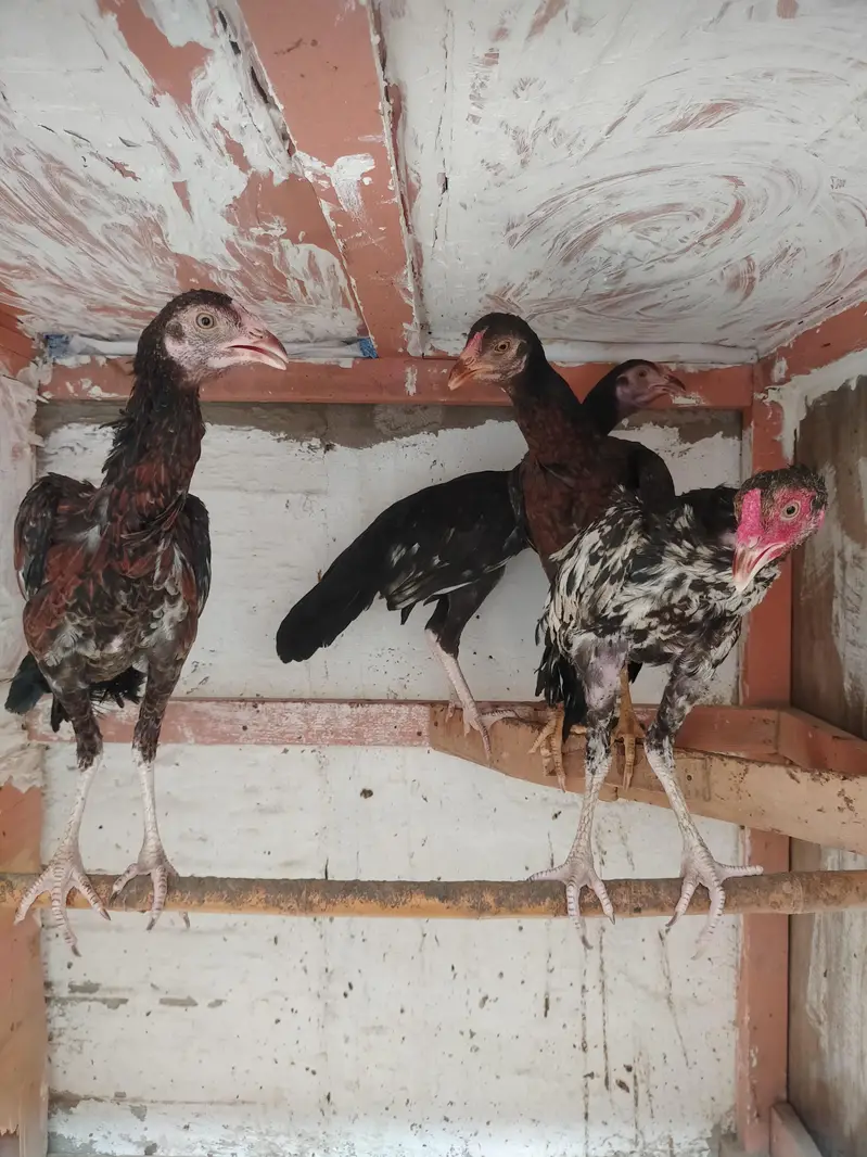 Aseel Pathy male/female — photo 4