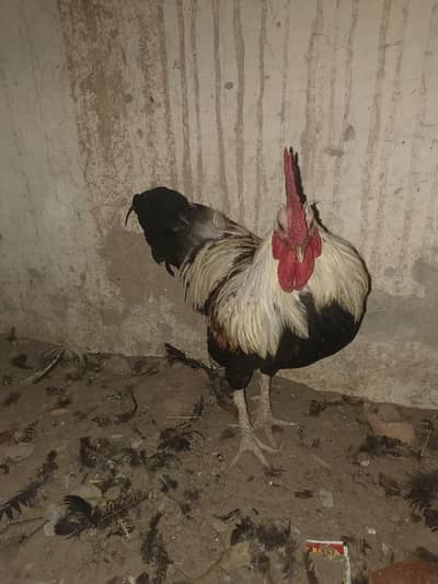 desi murga andon ke liye