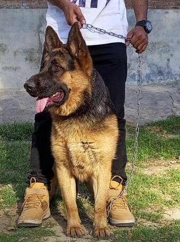 German shepherd