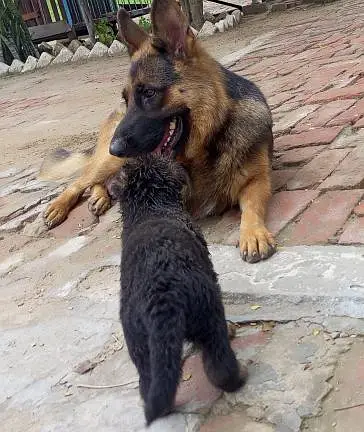 German shepherd — photo 2