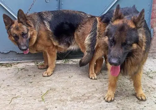 German shepherd — photo 3