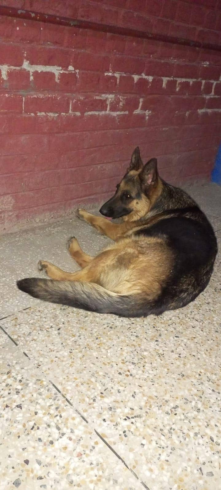German shepherd 3