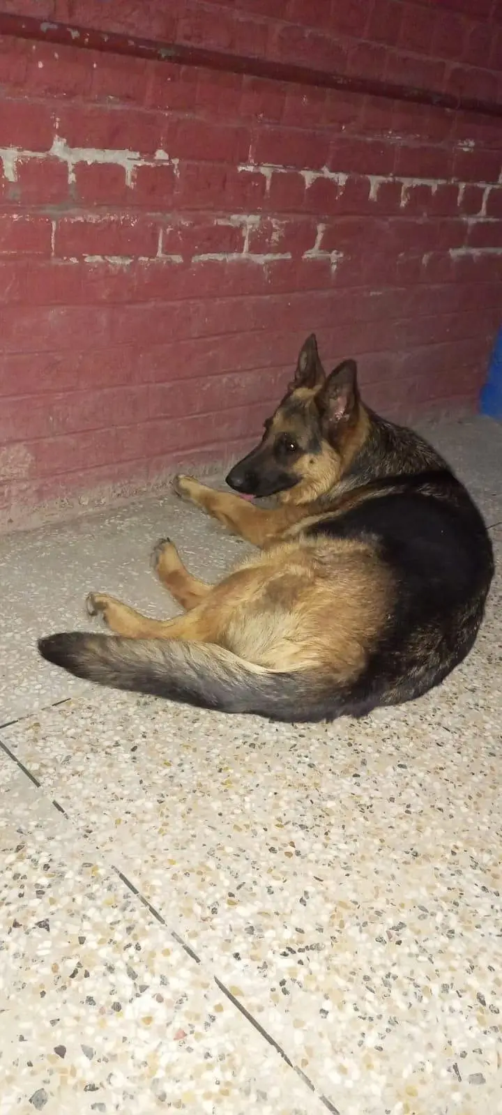 German shepherd — photo 4