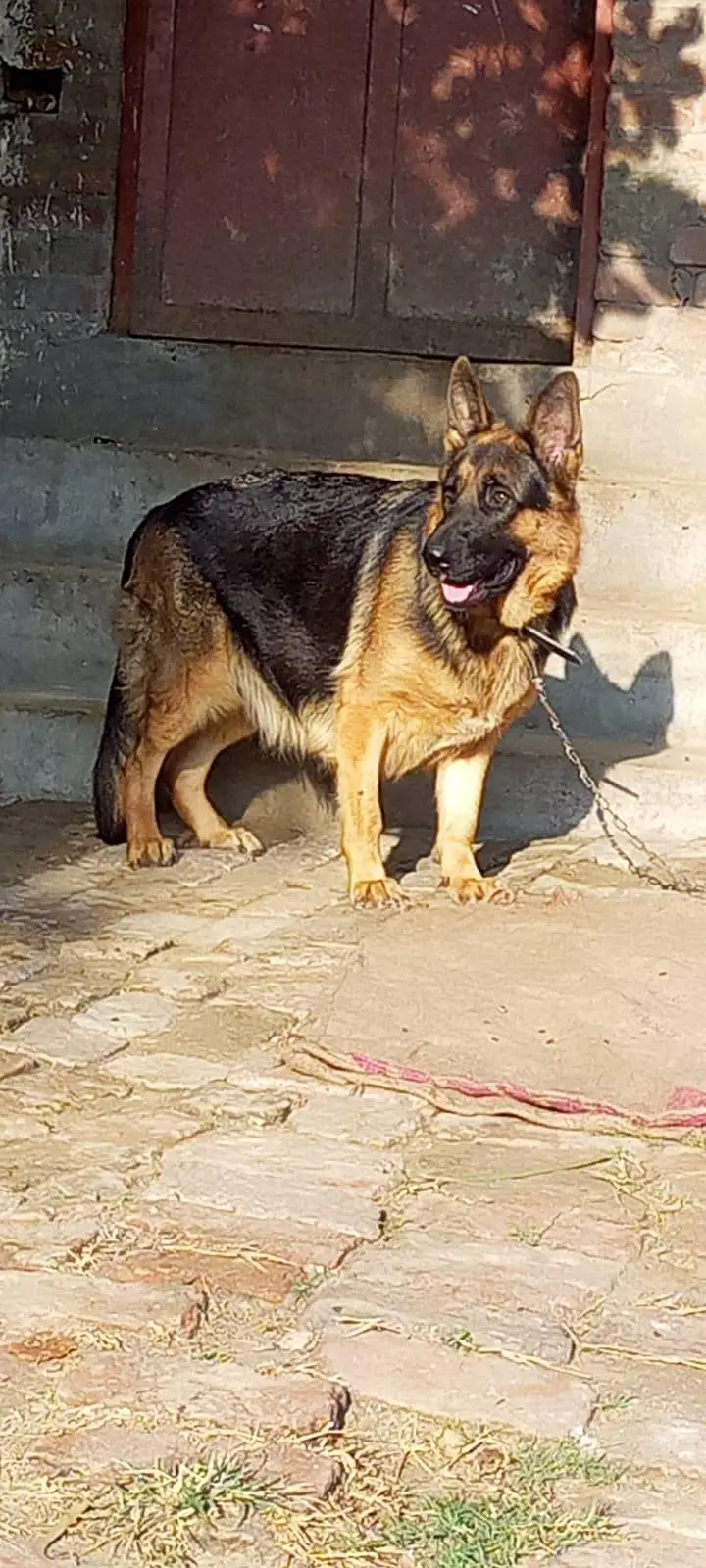 German shepherd — photo 5