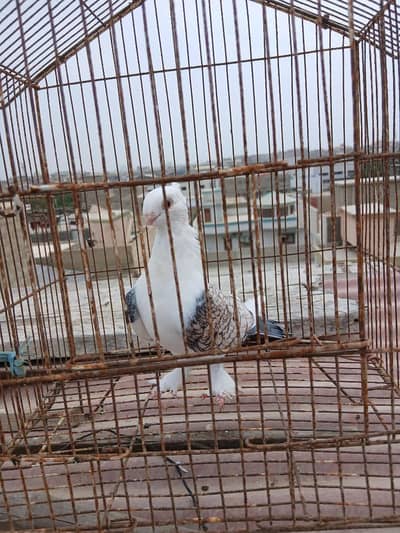 Indian lakha male kabli and sentinet female for sale