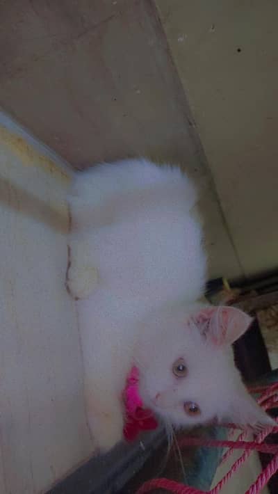 Persian kitten pure white triple coated