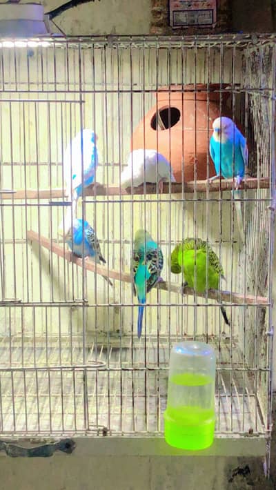 Top quality king size budgie he home breed he