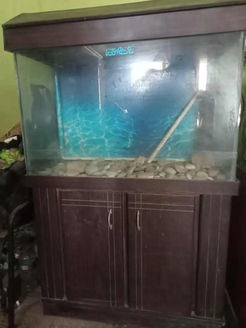 fish aquarium — photo 9